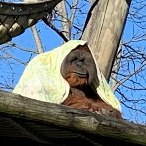 Meet your Posher, Britt